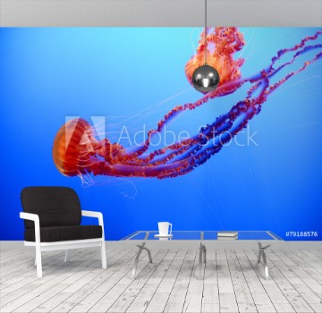 Bild på orange jellyfish